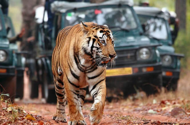 Jodhpur Ranthambore Tour